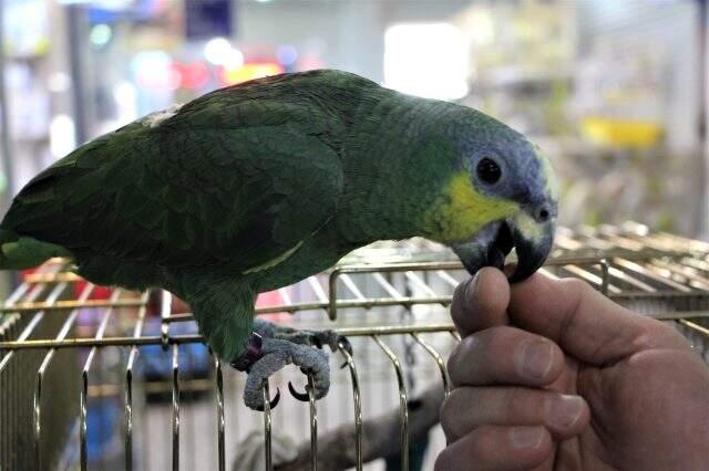 'La İlahe İllallah' diyen papağan esnafın ilgi odağı oldu