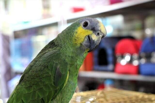 'La İlahe İllallah' diyen papağan esnafın ilgi odağı oldu