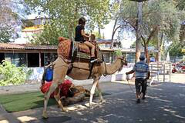Düden Şelalesi'ndeki develer turistlerin ilgi odağı oldu! 100 metrelik tur 20 TL, fotoğraf çektirmek 10 TL
