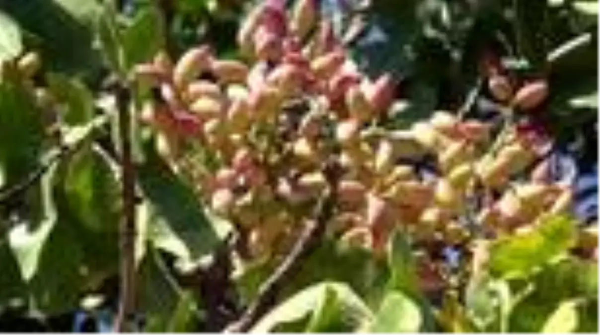 Kahramanmaraş'ta fıstık hasadı başladı