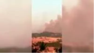 Orman yangını Orman yangını
