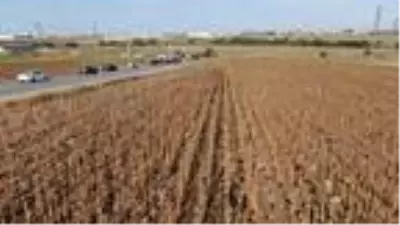 (Havadan Görüntülerle)VALİ YERLİKAYA ÇATALCA'DA AYÇİÇEĞİ HASADINA KATILDI (Havadan Görüntülerle)VALİ YERLİKAYA ÇATALCA'DA AYÇİÇEĞİ HASADINA KATILDI