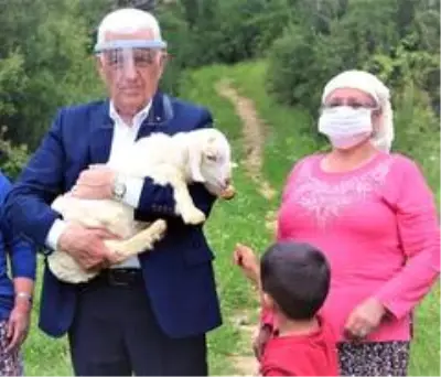 Büyükşehir üç ilçede kıl keçisi dağıtacak Büyükşehir üç ilçede kıl keçisi dağıtacak