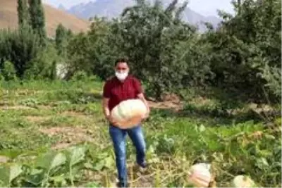 Hakkarili çiftçi, 45 kilo ağırlığında kabak yetiştirdi Hakkarili çiftçi, 45 kilo ağırlığında kabak yetiştirdi