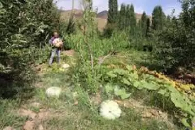 Hakkarili çiftçi, 45 kilo ağırlığında kabak yetiştirdi Hakkarili çiftçi, 45 kilo ağırlığında kabak yetiştirdi
