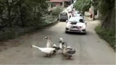Düğün konvoyunun önünü bu kez 'kazlar' kesti Düğün konvoyunun önünü bu kez 'kazlar' kesti
