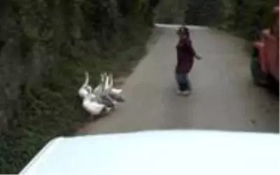 Düğün konvoyunun önünü bu kez 'kazlar' kesti Düğün konvoyunun önünü bu kez 'kazlar' kesti