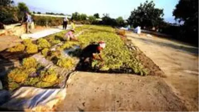 Sarıgöl'de kurutmalık üzümler serilmeye başlandı Sarıgöl'de kurutmalık üzümler serilmeye başlandı