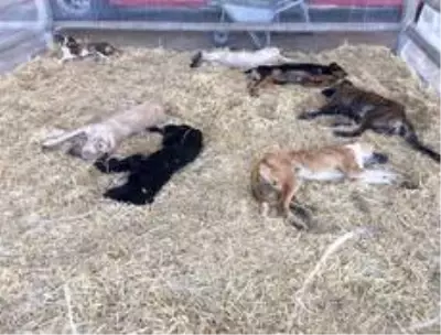 Sungurlu'da sokak hayvanları kısırlaştırılıyor Sungurlu'da sokak hayvanları kısırlaştırılıyor