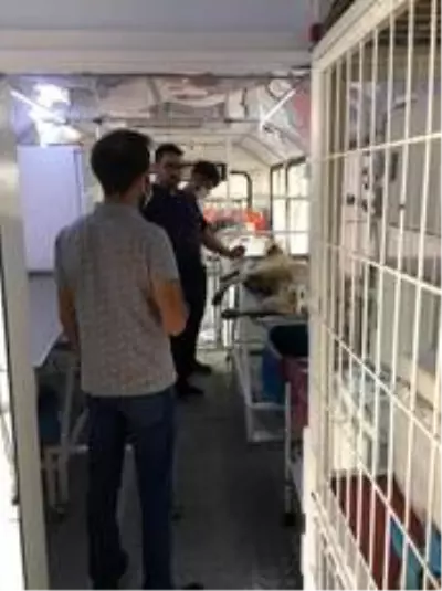 Sungurlu'da sokak hayvanları kısırlaştırılıyor Sungurlu'da sokak hayvanları kısırlaştırılıyor