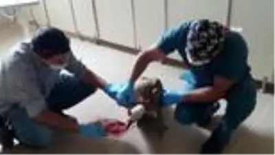 Yaralı kızıl akbabayı tedavi edip elleriyle beslediler Yaralı kızıl akbabayı tedavi edip elleriyle beslediler