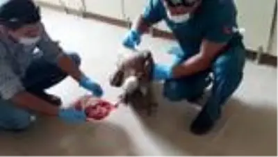Yaralı kızıl akbabayı tedavi edip elleriyle beslediler Yaralı kızıl akbabayı tedavi edip elleriyle beslediler