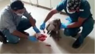 Yaralı kızıl akbabayı tedavi edip elleriyle beslediler Yaralı kızıl akbabayı tedavi edip elleriyle beslediler