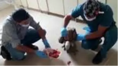 Yaralı kızıl akbabayı tedavi edip elleriyle beslediler Yaralı kızıl akbabayı tedavi edip elleriyle beslediler