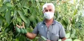 Rasim Şahin: Dalında 15 liraya satılan avokado toplandığı gün ihracat yolculuğuna çıkıyor Rasim Şahin: Dalında 15 liraya satılan avokado toplandığı gün ihracat yolculuğuna çıkıyor