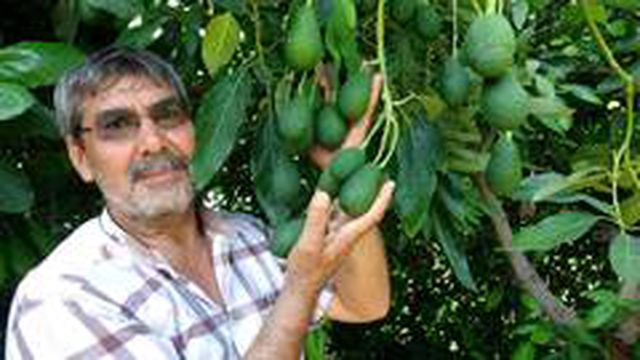 Dalında 15 liraya satılan avokado toplandığı gün ihracat yolculuğuna çıkıyor