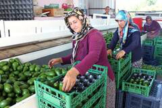 Dalında 15 liraya satılan avokado toplandığı gün ihracat yolculuğuna çıkıyor