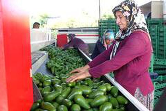 Dalında 15 liraya satılan avokado toplandığı gün ihracat yolculuğuna çıkıyor