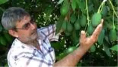 Avokadonun kilosu dalında 15 liradan satılıyor Avokadonun kilosu dalında 15 liradan satılıyor