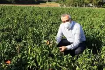 Bafra Ovası 'damla sulama' yöntemine geçti Bafra Ovası 'damla sulama' yöntemine geçti