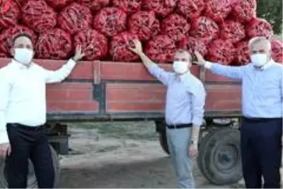 Bafra Ovası 'damla sulama' yöntemine geçti Bafra Ovası 'damla sulama' yöntemine geçti