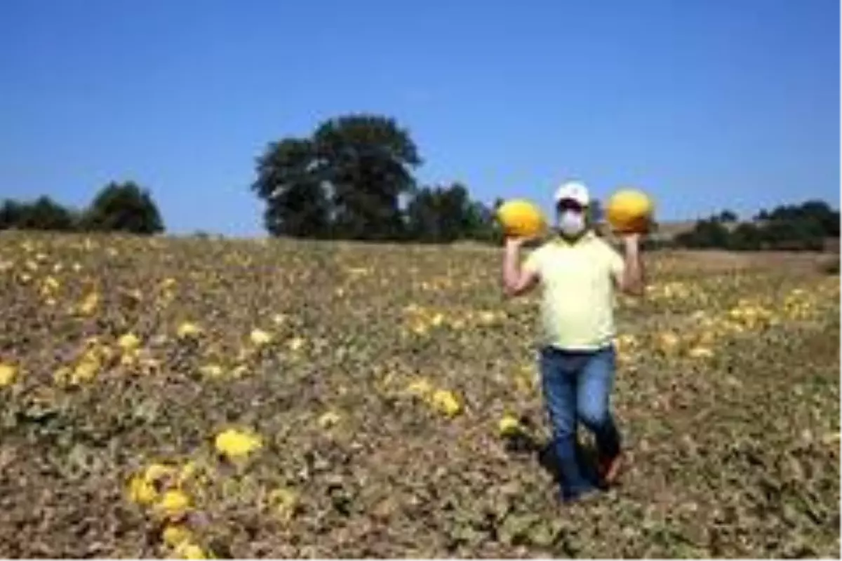 Çevre illerin kavun ihtiyacı Karamürsel'den
