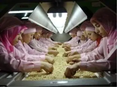 Düzce'den AB ülkelerine 254 bin 900 kilo fındık ihraç edildi Düzce'den AB ülkelerine 254 bin 900 kilo fındık ihraç edildi
