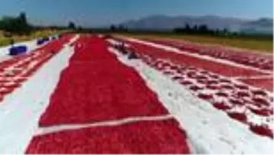 Elazığ'dan yurt dışına 500 ton kurutmalık domates ihracatı hedefleniyor