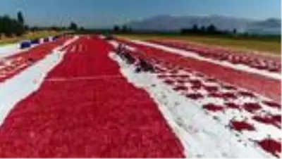 Elazığ'dan yurt dışına 500 ton kurutmalık domates ihracatı hedefleniyor