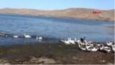 KARS Kars kazını Çıldır Gölü'nde serinletiyorlar KARS Kars kazını Çıldır Gölü'nde serinletiyorlar