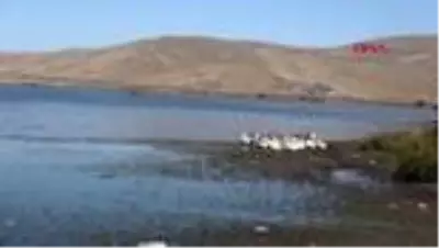 KARS Kars kazını Çıldır Gölü'nde serinletiyorlar KARS Kars kazını Çıldır Gölü'nde serinletiyorlar
