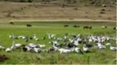 KARS Kars kazını Çıldır Gölü'nde serinletiyorlar KARS Kars kazını Çıldır Gölü'nde serinletiyorlar