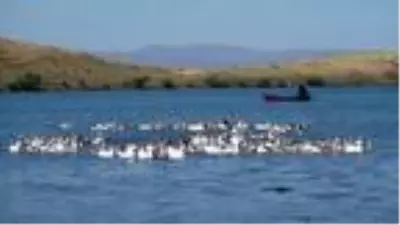 KARS Kars kazını Çıldır Gölü'nde serinletiyorlar KARS Kars kazını Çıldır Gölü'nde serinletiyorlar