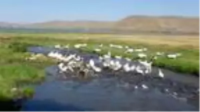 KARS Kars kazını Çıldır Gölü'nde serinletiyorlar KARS Kars kazını Çıldır Gölü'nde serinletiyorlar