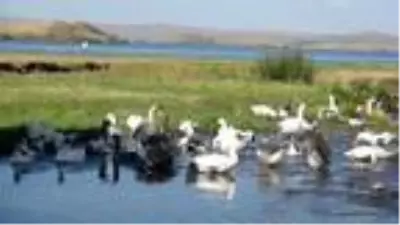 KARS Kars kazını Çıldır Gölü'nde serinletiyorlar KARS Kars kazını Çıldır Gölü'nde serinletiyorlar