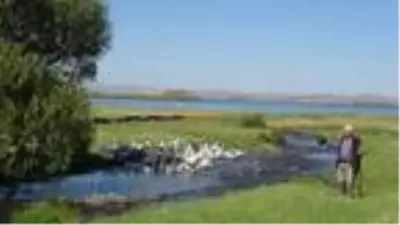 KARS Kars kazını Çıldır Gölü'nde serinletiyorlar KARS Kars kazını Çıldır Gölü'nde serinletiyorlar