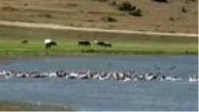 KARS Kars kazını Çıldır Gölü'nde serinletiyorlar KARS Kars kazını Çıldır Gölü'nde serinletiyorlar