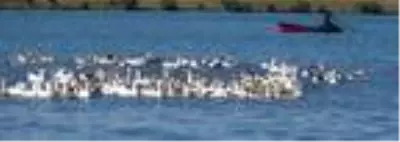 KARS Kars kazını Çıldır Gölü'nde serinletiyorlar KARS Kars kazını Çıldır Gölü'nde serinletiyorlar