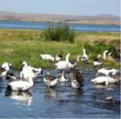 KARS Kars kazını Çıldır Gölü'nde serinletiyorlar KARS Kars kazını Çıldır Gölü'nde serinletiyorlar