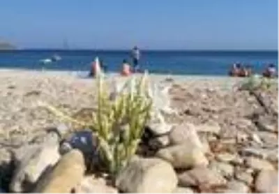 Muğla'da kum zambaklarını koparmanın cezası 73 bin 747 TL Muğla'da kum zambaklarını koparmanın cezası 73 bin 747 TL