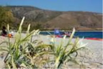 Muğla'da kum zambaklarını koparmanın cezası 73 bin 747 TL Muğla'da kum zambaklarını koparmanın cezası 73 bin 747 TL