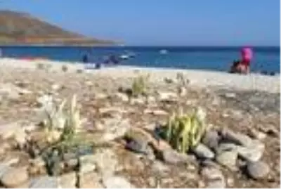 Muğla'da kum zambaklarını koparmanın cezası 73 bin 747 TL Muğla'da kum zambaklarını koparmanın cezası 73 bin 747 TL