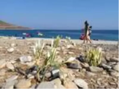 Muğla'da kum zambaklarını koparmanın cezası 73 bin 747 TL Muğla'da kum zambaklarını koparmanın cezası 73 bin 747 TL