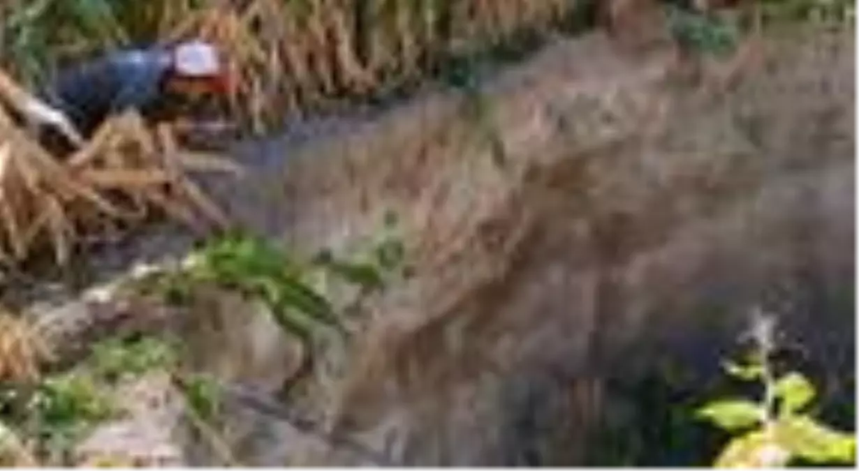 Mısır tarlasında obruk oluştu