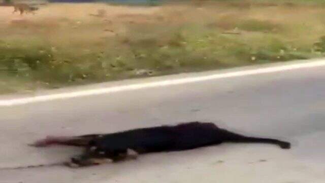Otomobiliyle köpeği metrelerce sürükleyen vicdansız sürücünün savunması 'pes' dedirtti