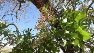 Siirt'te bıttım fiyatları altınla yarışıyor Siirt'te bıttım fiyatları altınla yarışıyor