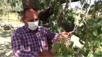 Siirt'te bıttım fiyatları altınla yarışıyor Siirt'te bıttım fiyatları altınla yarışıyor
