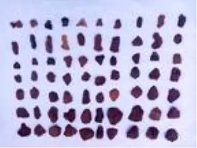 Tunceli'de, 200 bin yıl öncesine ait olduğu değerlendirilen insan izlerine rastlandı Tunceli'de, 200 bin yıl öncesine ait olduğu değerlendirilen insan izlerine rastlandı