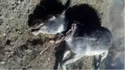 Yol kenarında bulunan eşeğin canice öldürüldüğü ortaya çıktı Yol kenarında bulunan eşeğin canice öldürüldüğü ortaya çıktı