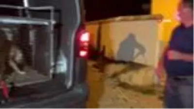 Bartın'a uyuşturularak bırakılan 20 köpeği bırakan belediye tespit edildi Bartın'a uyuşturularak bırakılan 20 köpeği bırakan belediye tespit edildi